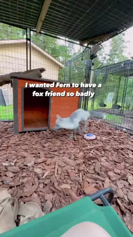 Last night they slept in the enclosure together and when I went to check on them this morning Valley was cuddled up to his tail in their house. ♥️