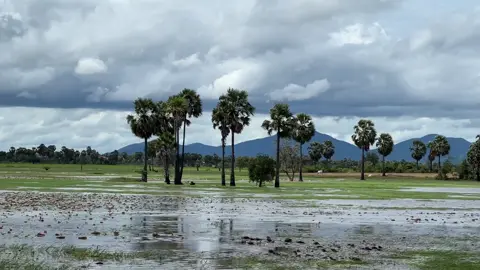 ☘️☘️🌾🌾#ខ្ទមស្រែ #nature #ស្រុកស្រែជនបទ #ស្រុកស្រែ #បសេដ្ឋ 