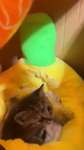 #cutecat #cattok #kittensoftiktok 