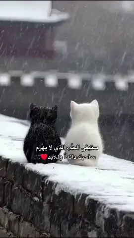 #ريال_مدريد #اكسبلورexplore #تصاميم_فيديوهات🎵🎤🎬 @TikTok MENA 