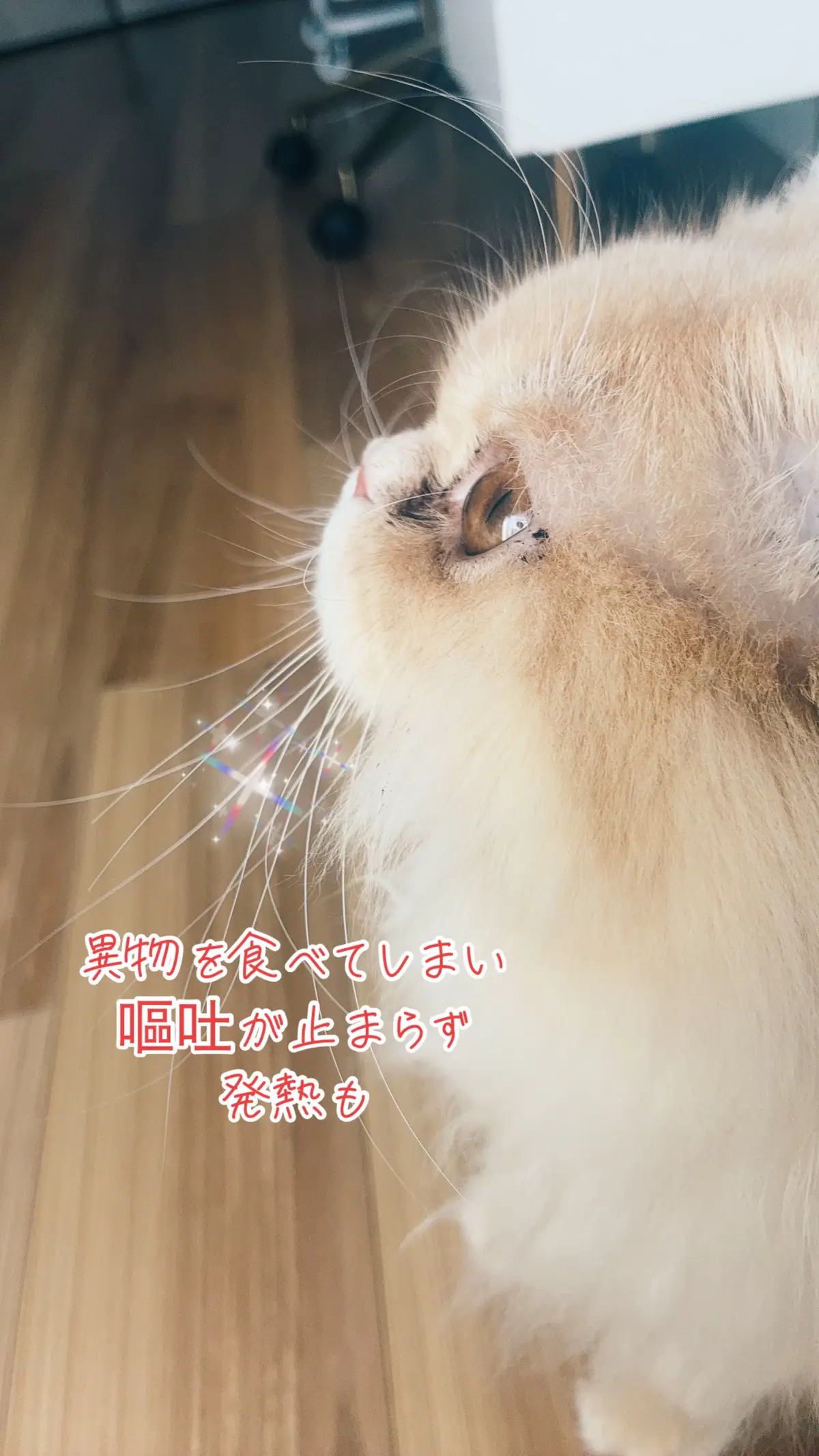 #猫 #猫のいる暮らし #猫のいる生活 #猫好きさんと繋がりたい #ラガマフィン 