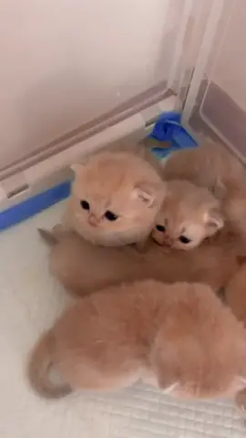 #cattok #catsoftiktok #cat #kittensoftiktok 