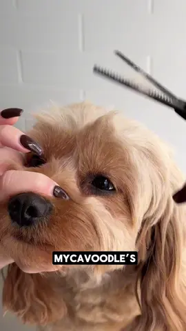 Say hello to the MyCavoodle Professional 5-Piece Grooming Scissor Case — specially designed to keep your Cavoodle looking clean, knot-free, and absolutely adorable all year round. Perfect for gentle trims, finishing touches, and maintaining that soft, fluffy coat your pup loves. Why you’ll love it: ✅ Professional-grade scissors in one compact case ✅ Easy and safe for at-home grooming ✅ Keep your Cavoodle’s coat soft, smooth, and tangle-free Elevate your grooming routine and make every trim a paw-sitive experience! 🐾 🛒 Shop now: https://mycavoodle.com.au #MyCavoodle #CavoodleGrooming #DogGroomingTools #PetCare #FluffyAndCute #GroomLikeAPro #CavoodleCare