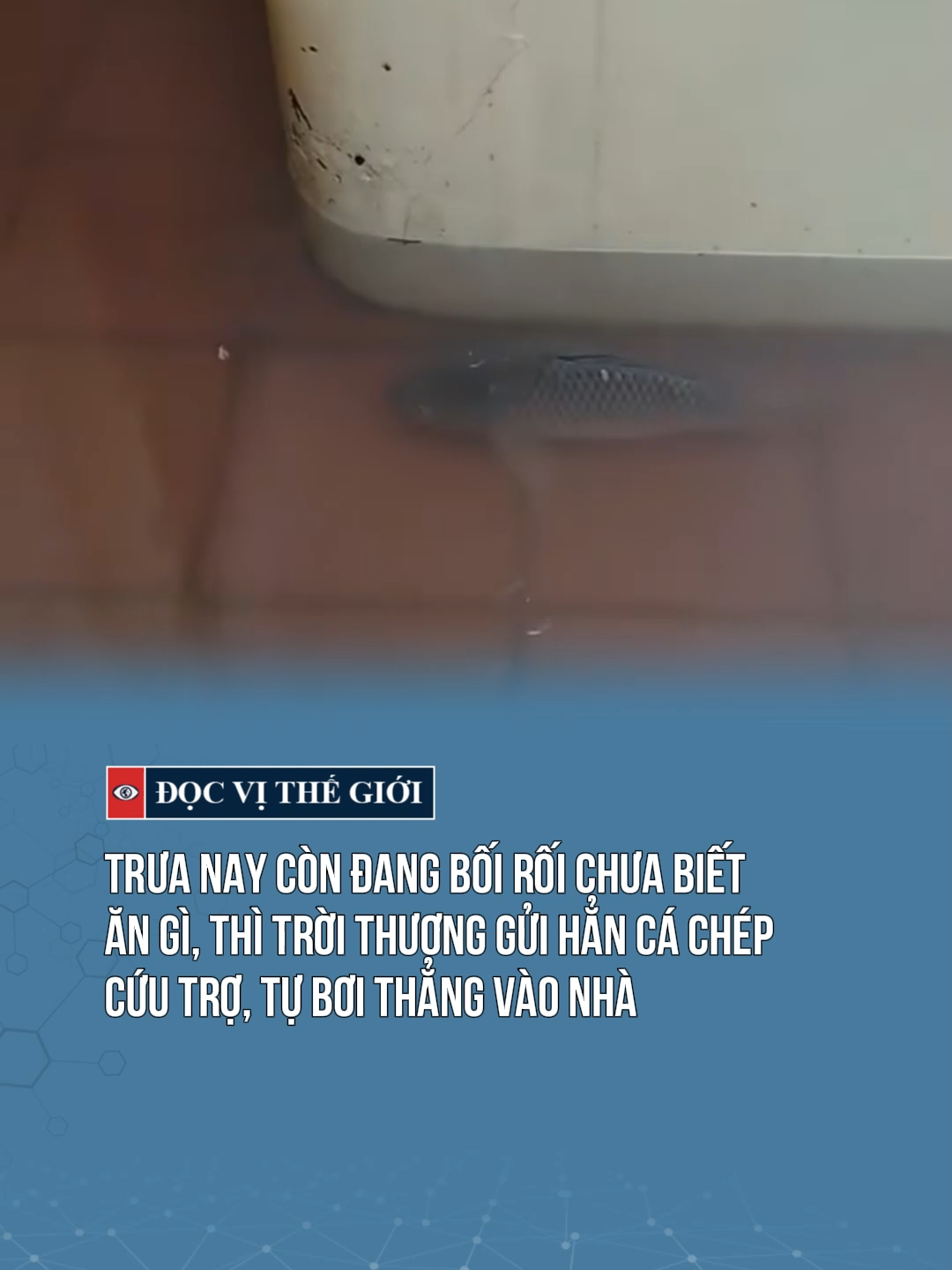 Cá chép tự tới cứu trợ luôn #docvithegioi #tiktoknews #tintuc #mientrung #bao #lulut