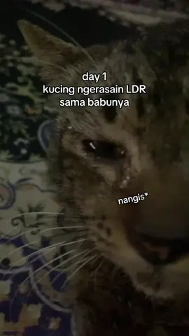 ga nyangka bakalan nangis pas vc sama mama😭 #cat #catsoftiktok #kucinglucu #catlover 