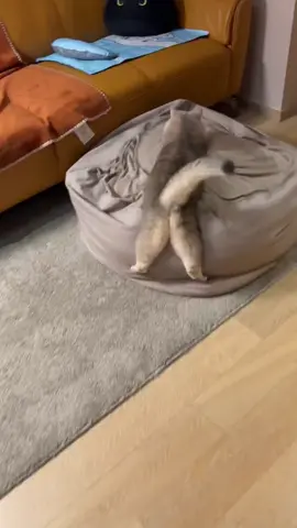 Nhìn có ghéc khum chứ #catlovers #petlover #mèocute 