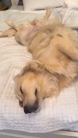 Ellie’s fast asleep in full golden retriever mode—belly up, paws in the air, dreaming without a care. 💤🐾 #goldenretriever #dogtok #cute #sleepingdog #dogsoftiktok 