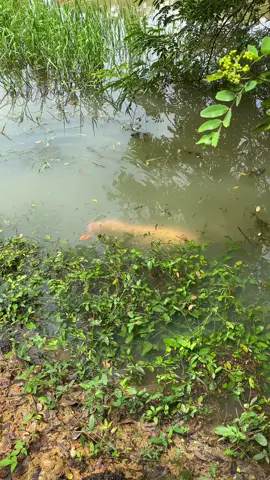 ធំធំណាស់ដឹងលើងមក២ណាទេ