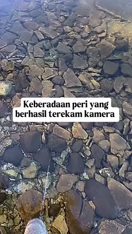 Keberadaan peri yang berhasil terekam kamera  #faktaunik #peri #fairy #viral #fyp 