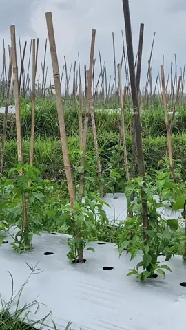 #petanicabai🌶️🌶️🌶️ #petaniindonesia🇮🇩🇮🇩🇮🇩🌿🌿 #petanimilenial #masukberanda #serdaduseed 