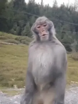 #bikinngakak🤣🤣 #fyppppppppppppppppppppppp #fypシ゚viral🖤tiktok #fypage #monyetlucu  tag temn mu yah suka joget ke gini🤣🫣🤣🤣🤣🤣🤣🤣🤣