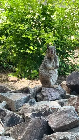 It turned into a staring competition #animals #pets #squirrel #fyp #foryoupage 