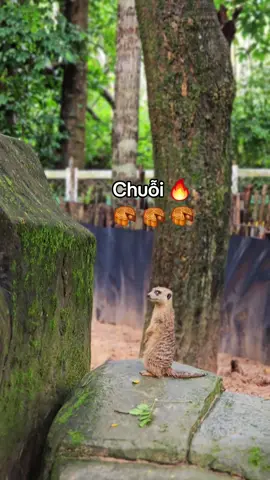Chuỗi đi 🥮🔥 #VinWonders #GreenCreator #dulich #vinpearlsafariphuquoc #chuoi 