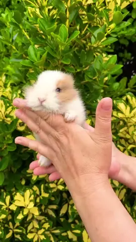 Bébé_lapin,_petit_trésor__#short #cute_ #rabbit_ #shortspets_ 