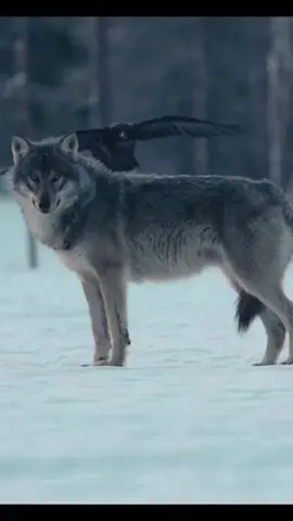 sang hewan setia kawan #animals #CapCut #serigala #wolf 