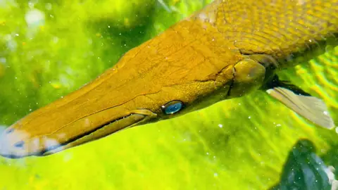 #foryou #foryoupage #තහනම් කරපු ගෙඩි#aligetorgarfish #viralvideo 