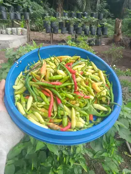 yang lain akan menyusul....ikutin update nyanyerus ya besty 😍 #minigarden #gardening #berkebun #fyppppppppppppppppppppppp #kebunbelakangrumah 