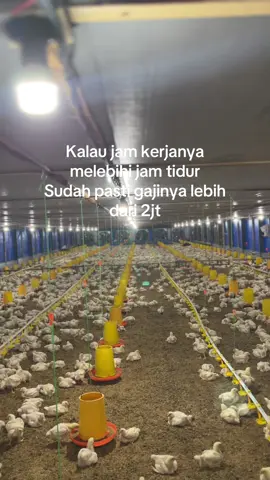 Dikit cuma 500 aja #rembow_ #peternakmuda #ayambroiler #ayampotong #kandangclosehouse 