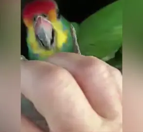 #pets #funny #meme #cat #bird 🤔?!?!