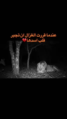 عندما قررت الغزال ان تجبر قلب اسدها💔#اللحن_الحزين💔 #مشاغب_نجران #اللحن_الحزين💔😴 #اكسبلورexplore #نجران_الان @اللحن الحزين✔️ 