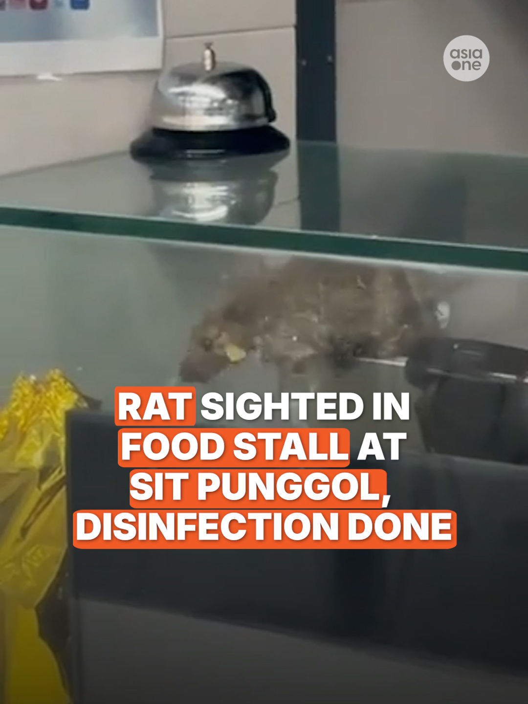 In a video posted on social media, a rat is seen scurrying around a cash register in a 𝘤𝘢𝘪𝘧𝘢𝘯 stall at a food court in the Singapore Institute of Technology (SIT) Punggol Campus. According to operator Foodgle Hub, the incident happened outside of operating hours and disinfection has since been carried out. #sgnews #Singapore #Rat #Food