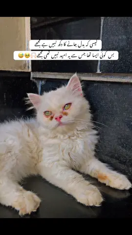 تیرے بارے پتا لگا دنیا تو🙂💔#nikuu🦋 #plzzz_saport_me #plzzunfreezemyaccoun😭🙏 #foryoupage #viewsproblem😭 