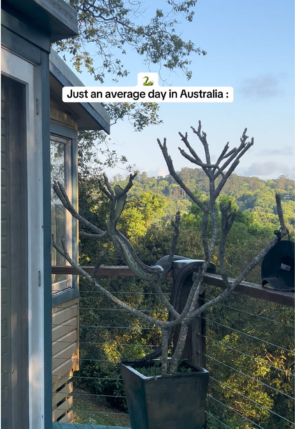 A python came to visit us on our terrace 🐍 spoiler : he broke the branch 🇦🇺 #australia #snake #fyp 