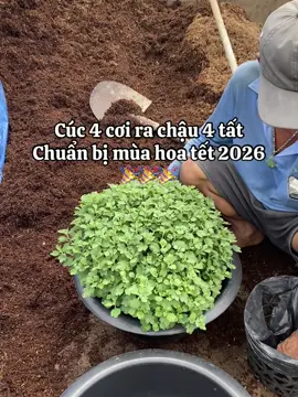 Cúc mâm sôi 4 cơi ra chậu 4 tất chuẩn bị tết 2026 #2026 #hoatet  Có ai nôn tết như em không ?