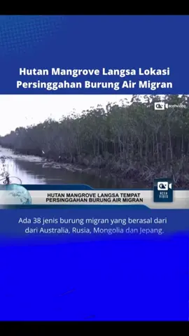 HUTAN MANGROVE LANGSA ACEH MENJADI LOKASI PERSINGGAHAN BERMACAM