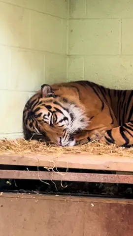 the most fulfilling emotional rollercoaster I have ever been on #zoology #animal #conservation #ecology #zoo