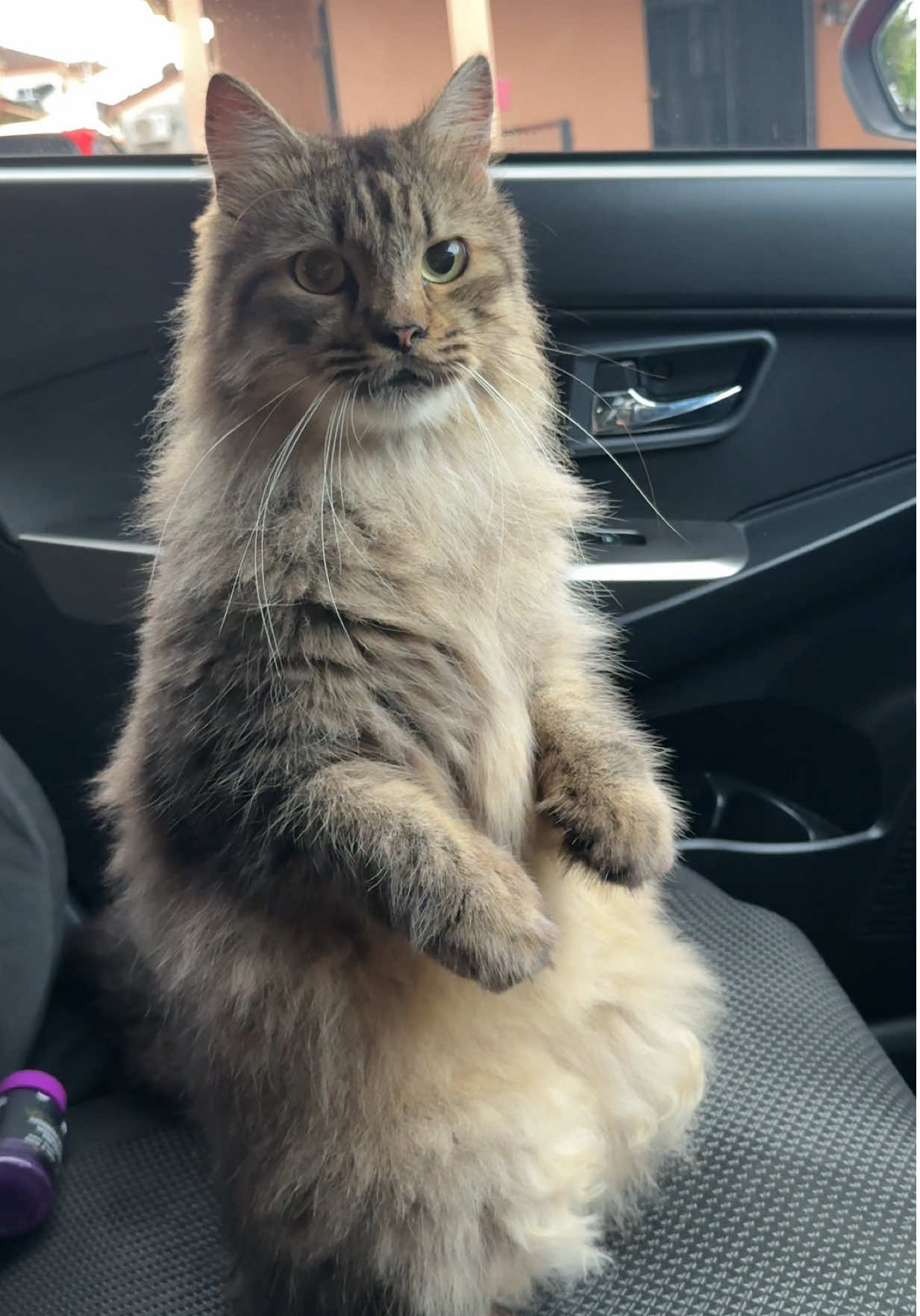 Doakan Pablo sihat selalu dan di murahkan rezeki deddi pablo tau , terima kasih uncle auntie semua sapot Pablo , Pablo doakan baik baik untuk kita semua Ameen ✨ #catsoftiktok #kucing 