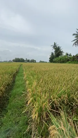 Cuaca hari ini agak mendung  #sawahbali  #suasanasawahpadi🌾  #asthetic  #baliindonesia  #foryoupage 