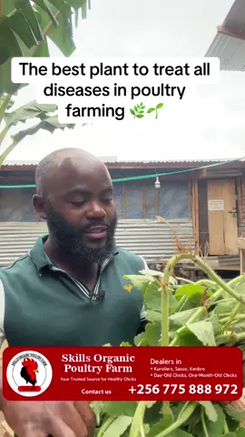 Oregano plant and it’s importance in poultry farming #SOPfarm #chicks #poultryfarming #poultry #dayoldchick 