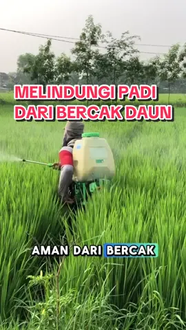 PADI AMAN DARI BERCAK DAUN #petaniindonesia🇮🇩🇮🇩🇮🇩🌿🌿 #petanimuda #petani #fungisida 