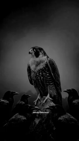 The peregrine falcon is the fastest animal on earth and the deadliest animal ☠️#falcon #crow #eagles #🔥 #flypシ 