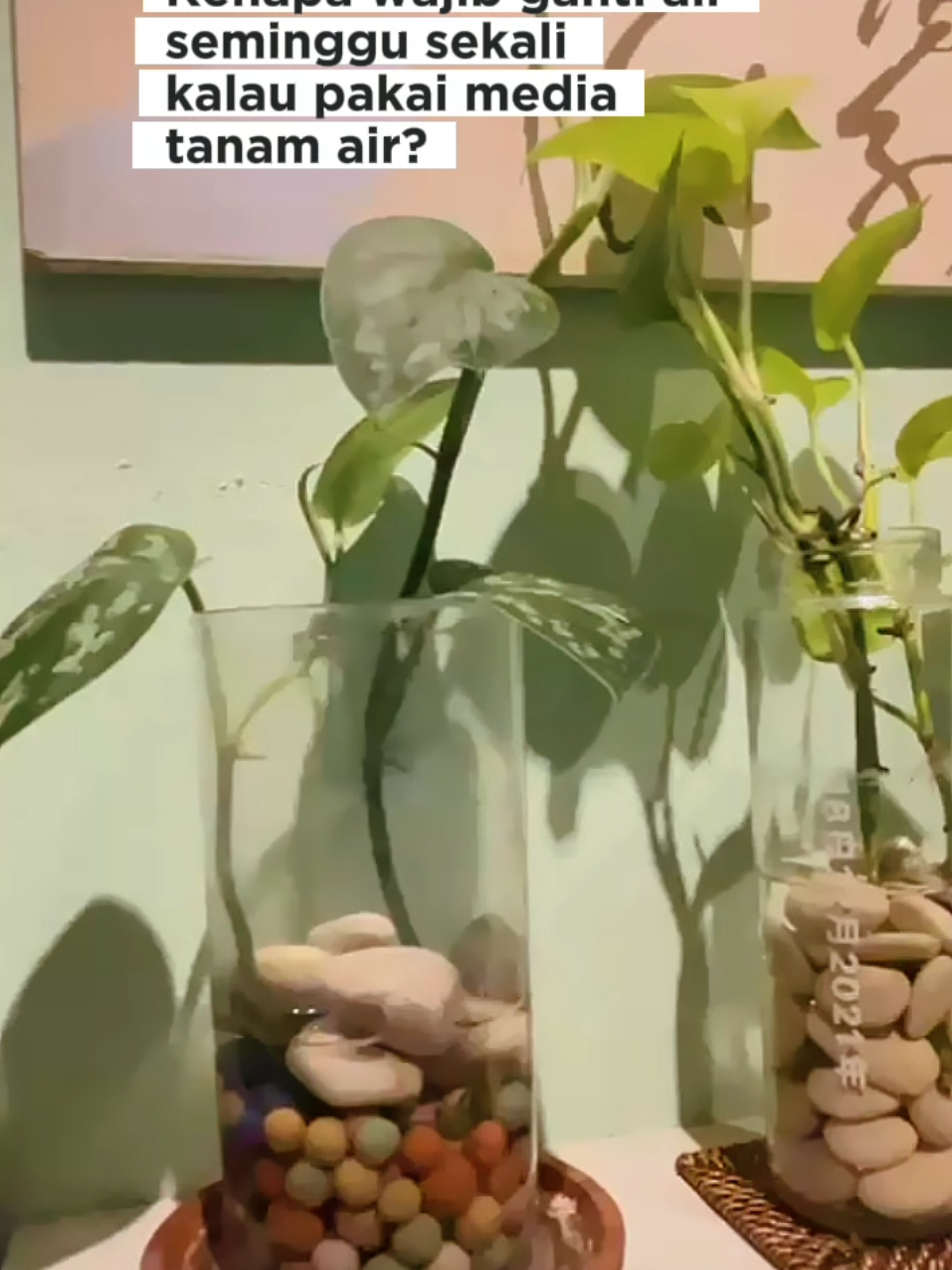 Jangan sampai pingin ESTETIK malah jadi sarang JENTIK, Bulan² ini banyak yang kena DBD Moms, stay safe yuk ngecek² genangan air di rmh, yg punya pot berisi air, tetep harus rutin ganti seminggu sekali ya, meskipun pake sistem hidroponik.#demamberdarah #hidroponik #gardeningtips 