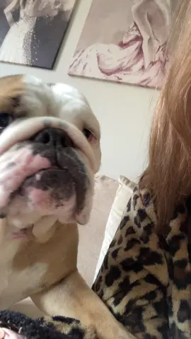 Morning cuddles #cute #cutebulldog #bulldog #bulldogsoftiktok #britishbulldog #duchessdoristhebulldog #doris 