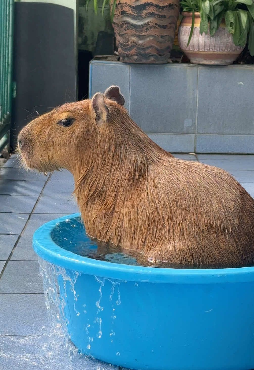 Sunbathe ☀️#frankiecapybara #capybara #คาปิบารา #ขึ้นฟีดเถอะ #ฟีดดดシ 