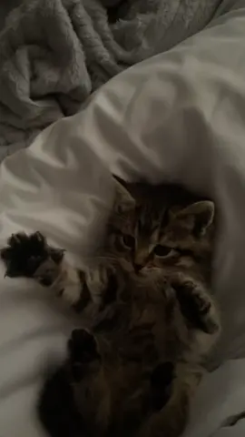 This is your sign to get a kitten #fyp #baby #kitty #kitten #cattok 