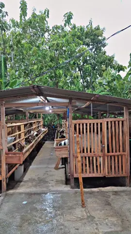 udan mak#fypシ #kandangdtkfarm #kambingboer #peternakkambingindonesia 
