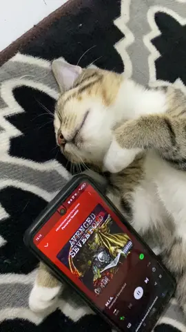 #avengedsevenfold #ax7 #miaavengedsevenfold #cats #catlover 
