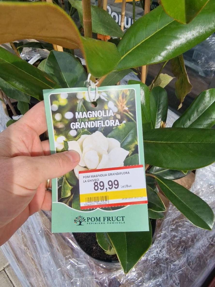 #garden #magnolia #gardening #autumn #flowers 
