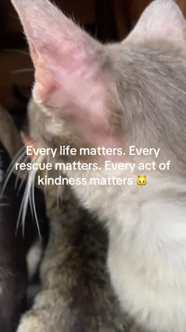 Every life matters. Every rescue matters. Every act of kindness matters 🐱#HelpAnimals #DonateToSave #FundraisingForRescue #PetsOfTikTok #catsoftiktok #EveryDollarCounts #straycatfeedingprogram 