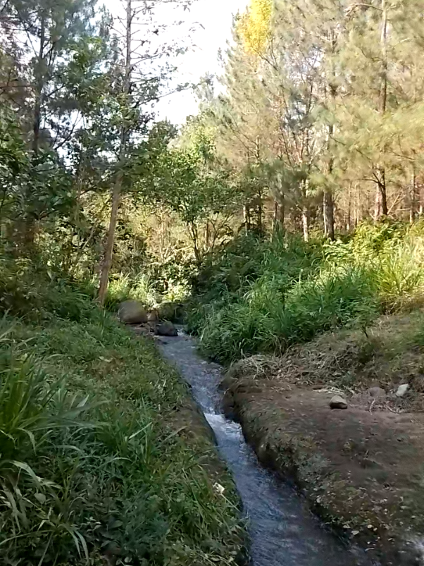 kali biru di tengah hutan pinus tlogosari#kalibiru #wisatagratis #wisatabanyuwangi 