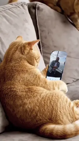 #CapCut 