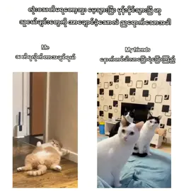 ဒါကတော့ ဒါပေါ့#tiktokmyanmar🇲🇲 