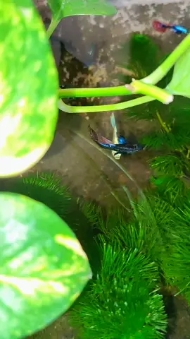 #minipondguppy  #guppy  #fyppppppppppppppppppppppp 