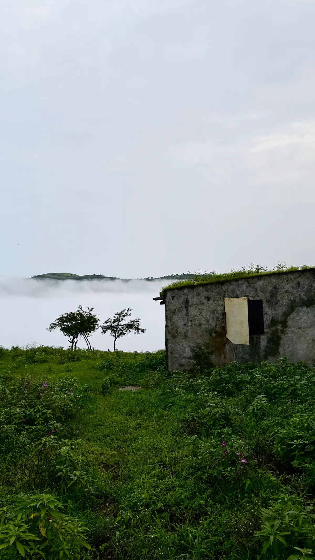 🌧️🍃☕️
