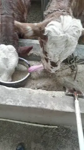 #cute #funny #animals 