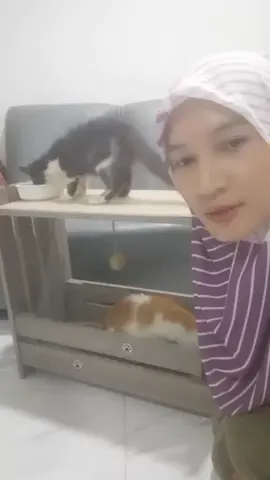yang pencinta kucing tolong tengok nie. 